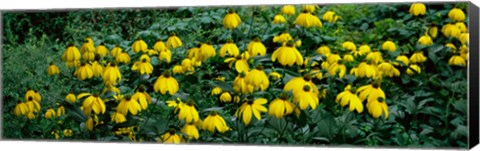 Framed Autumn Sun Coneflower (Rudbeckia nitida) growing in a field Print