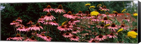 Framed Eastern Purple coneflower (Echinacea purpurea) in a forest Print