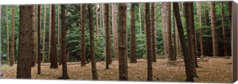 Framed Trees in a forest, New York City, New York State, USA Print