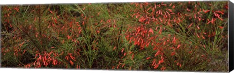 Framed Flowers on coral plants (Russelia equisetiformis), Longboat Key, Manatee County, Florida Print