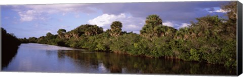 Framed Trees along a channel, Venice, Sarasota County, Florida Print