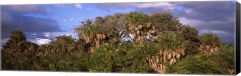 Framed Trees in a forest, Venice, Sarasota County, Florida, USA Print