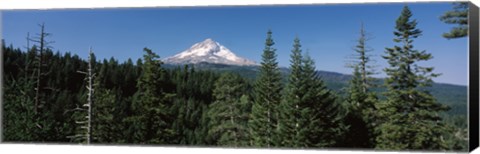 Framed Trees in a forest with mountain in the background, Mt Hood National Forest, Hood River County, Oregon, USA Print