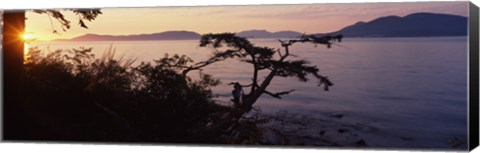 Framed Silhouette of trees at seaside, Rosario Strait, San Juan Islands, Washington State, USA Print