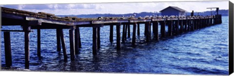 Framed Seagulls on a pier, Whidbey Island, Island County, Washington State, USA Print