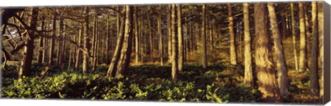 Framed Trees and salals in a forest at sunset, Whidbey Island, Island County, Washington State, USA Print