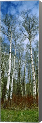 Framed Birch trees in a forest, US Glacier National Park, Montana, USA Print