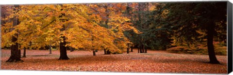 Framed Trees in a park, Chestnut Ridge County Park, Orchard Park, Erie County, New York State, USA Print