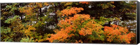 Framed Forest, Finger Lakes, New York State, USA Print