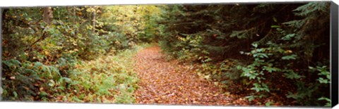 Framed Forest, Old Forge, Herkimer County, New York State, USA Print