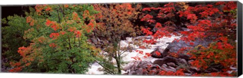 Framed River flowing through a forest, Ausable River, Adirondack Mountains, Wilmington, New York State (horizontal) Print