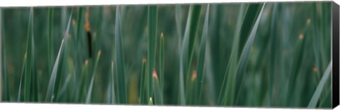 Framed Close-up of weeds Print