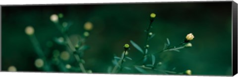 Framed Close-up of small buds Print