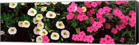Framed Close-up of pink and white flowers Print