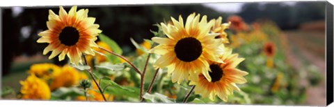 Framed Close-up of Sunflowers (Helianthus annuus) Print