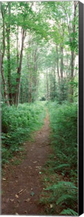 Framed Trail passing through a forest, Adirondack Mountains, Old Forge, Herkimer County, New York State, USA Print