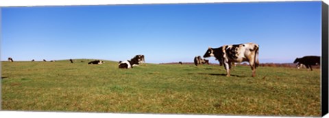 Framed Cows in a field, New York State, USA Print