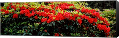 Framed Red Rhododendrons, Shore Acres State Park, Coos Bay, Oregon Print