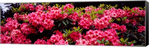 Framed Pink Rhododendrons plants in a garden, Coos Bay, Oregon Print