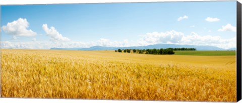 Framed Wheat field near D8, Brunet, Plateau de Valensole, Alpes-de-Haute-Provence, Provence-Alpes-Cote d&#39;Azur, France Print