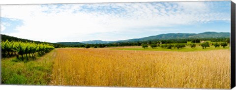 Framed Wheat field with vineyard along D135, Vaugines, Vaucluse, Provence-Alpes-Cote d&#39;Azur, France Print