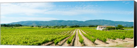 Framed Vineyard with mountain in the background, Ansouis, Vaucluse, Provence-Alpes-Cote d&#39;Azur, France Print