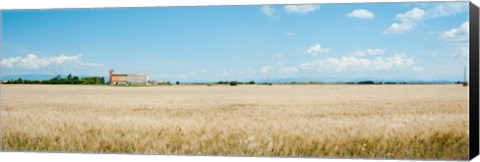 Framed Wheat field with grain elevator near D8, Plateau de Valensole, Alpes-de-Haute-Provence, Provence-Alpes-Cote d&#39;Azur, France Print
