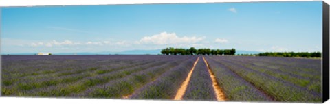 Framed Lavender fields, Route de Digne, Plateau de Valensole, Alpes-de-Haute-Provence, Provence-Alpes-Cote d&#39;Azur, France Print