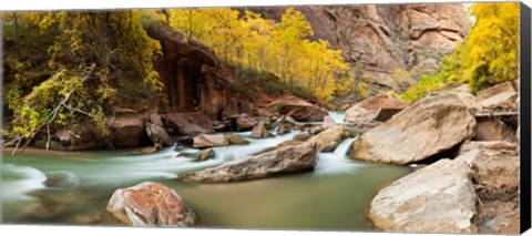 Framed Cottonwood trees and rocks along Virgin River, Zion National Park, Springdale, Utah, USA Print