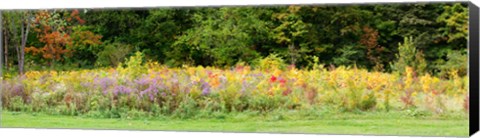 Framed Colorful meadow with wild flowers during autumn, Ontario, Canada Print