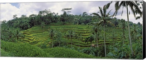 Framed Terraced rice field, Bali, Indonesia Print