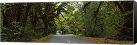 Framed Road passing through a rainforest, Hoh Rainforest, Olympic Peninsula, Washington State, USA Print