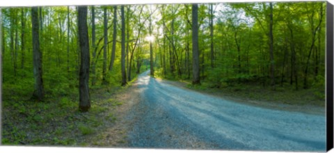 Framed Dirt road passing through a forest, Great Smoky Mountains National Park, Blount County, Tennessee, USA Print