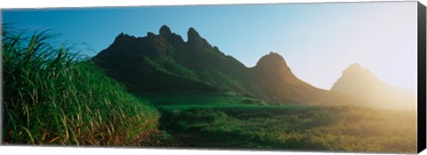 Framed Sugar cane crop in a field, Trois Mamelles, Mauritius island, Mauritius Print