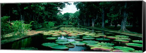 Framed Lily pads floating on water, Pamplemousses Gardens, Mauritius Island, Mauritius Print