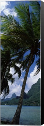 Framed Palm tree on Cook&#39;s Bay with Mt Mouaroa in the Background, Moorea, Society Islands, French Polynesia Print