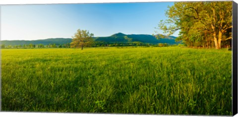 Framed Lone oak tree in a field, Cades Cove, Great Smoky Mountains National Park, Tennessee, USA Print