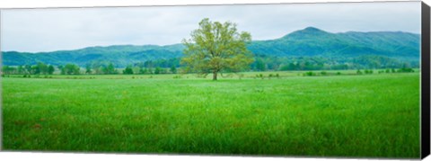 Framed Agricultural field with mountains in the background, Cades Cove, Great Smoky Mountains National Park, Tennessee, USA Print