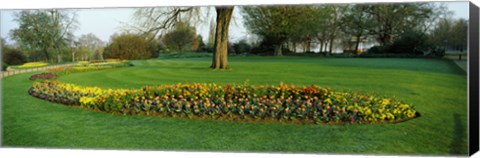 Framed Tulips in Hyde Park, City of Westminster, London, England Print