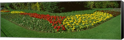 Framed Flowers in St. James&#39;s Park, City of Westminster, London, England Print