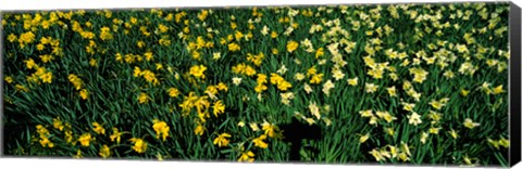 Framed Daffodils in Green Park, City of Westminster, London, England Print