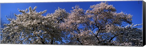 Framed Top of a Cherry blossom, St. James&#39;s Park, London, England Print