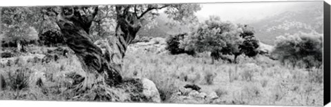 Framed Olive Grove, Majorca, Balearic Islands, Spain Print