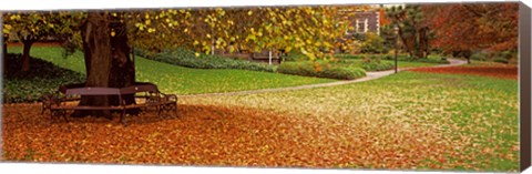 Framed Autumn Leaves in a Park, Christchurch, South Island, New Zealand Print