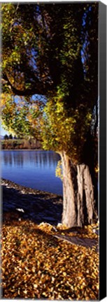 Framed Banks of Lake Wakatipu, Queenstown, South Island, New Zealand Print