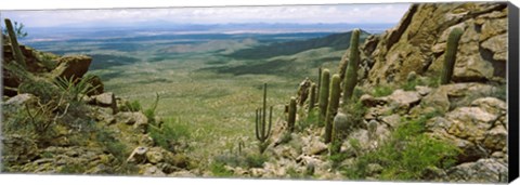 Framed Saguaro cactus, Tucson Mountain Park, Arizona Print