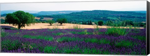 Framed Lavender growing in a  field, Provence-Alpes-Cote d&#39;Azur, France Print