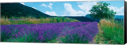 Framed Lavender field, Provence-Alpes-Cote d&#39;Azur, France Print