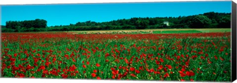 Framed Poppies and sheep in a field, Provence-Alpes-Cote d&#39;Azur, France Print