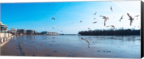 Framed Flock of birds flying at Old Georgetown waterfront, Potomac River, Washington DC, USA Print